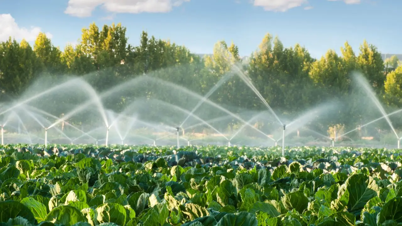 Il trucco semplice per acidificare l’acqua di irrigazione e salvare le tue piante dal deperimento