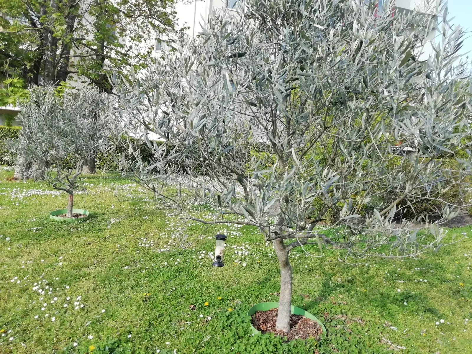 Allarme giardino trascurato: ecco il bonus verde che ti rimborsa subito le spese