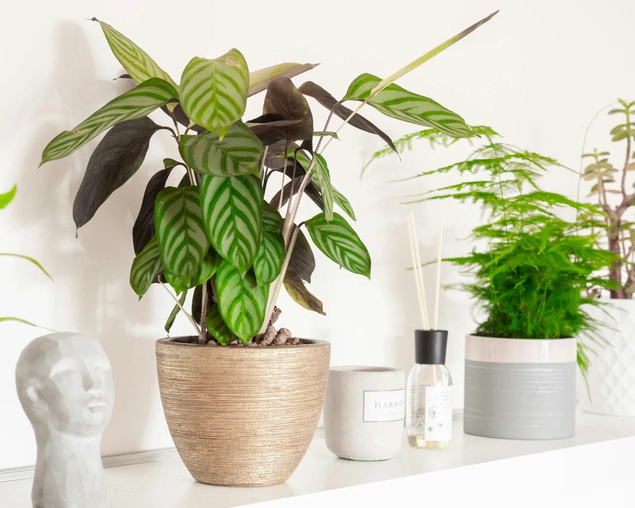Calathea con foglie secche o chiuse? Ecco l’errore comune che stai facendo